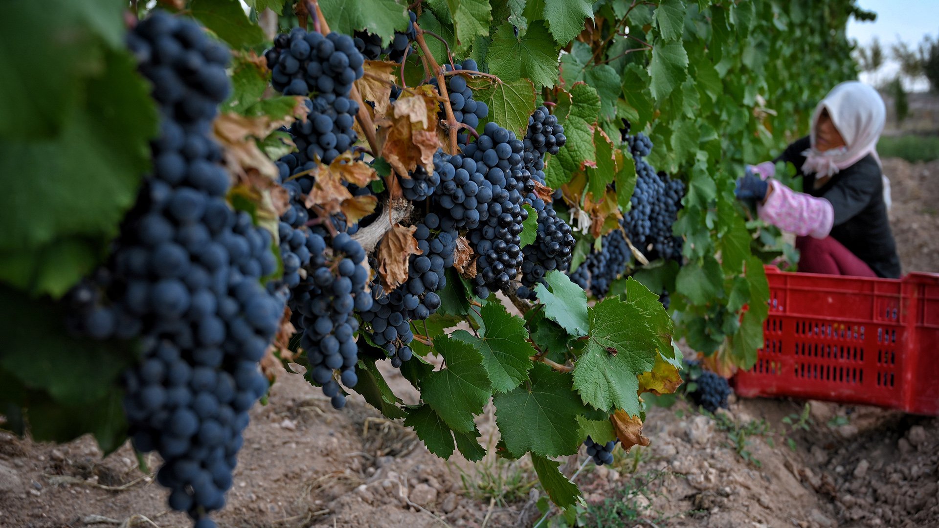 woman-collecting-grapes-web.jpg